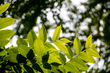 風景素材　鮮やかな青葉