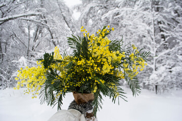 Bouquet of mimosa in your hands on the background of a winter forest. Yellow spring flowers. Hello spring concept