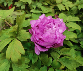 one isolated purple peony blossoms in the middle of green leaves