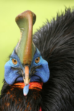 The southern cassowary (Casuarius casuarius) also known as double-wattled cassowary, Australian cassowary or two-wattled cassowary. Southern cassowary-face portrait with green background.