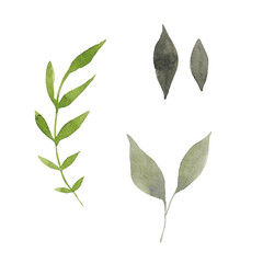 Paint set of hand-drawn watercolor leaves on a white background. Use for menus, invitations, wedding
