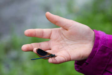 A dragonfly on a child's arm.