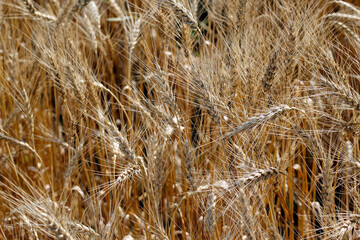 Wheat field. Ears of gold wheat close up.