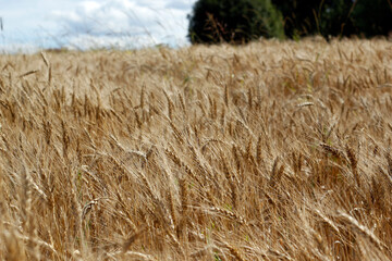Wheat field. Ears of gold wheat close up.