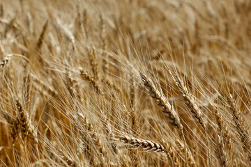 Wheat field. Ears of gold wheat close up.