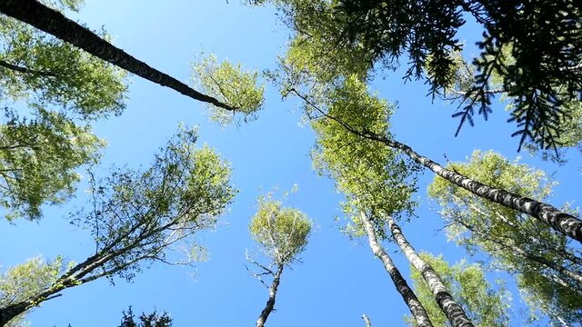 tall birches high in the blue sky revolve overhead