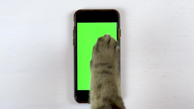 The cat uses a phone. The paw of a cat makes swipe on the gadget and puts likes. Phone with a green background.