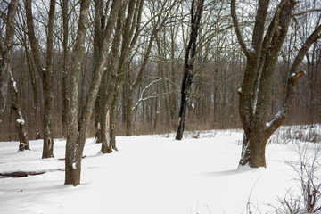 Obraz premium dense forest in winter during snowfall in Kharkiv, Ukraine