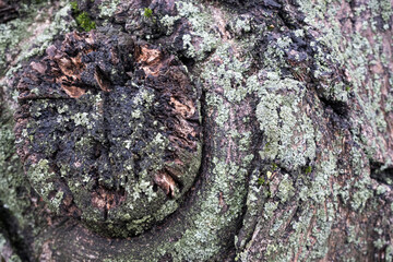 lichen on bark