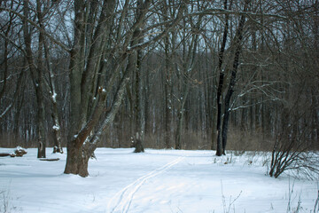 dense forest in winter during snowfall in Kharkiv, Ukraine