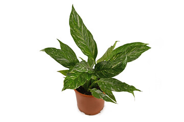 Obraz na płótnie Canvas Tropical 'Spathiphyllum Diamond Variegat' houseplant with white spots in flower pot isolated on white background