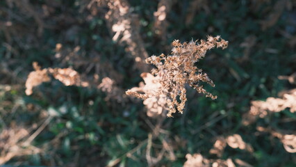 view from above of long dry grass in the forest