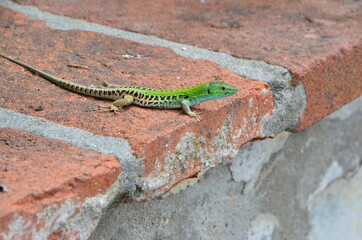 Small green lizard on red stones