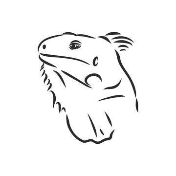 recommend clip art: Sketch of iguana. Hand drawn illustration converted to vector. iguana vector sketch illustration
