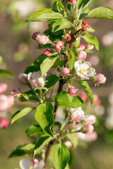 A blooming branch of an apple tree on a sunny spring day