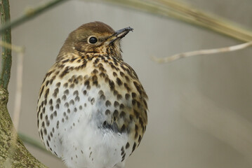 A Song Thrush, Turdus philomelos, perched in a tree during a snowstorm in woodland in the UK.