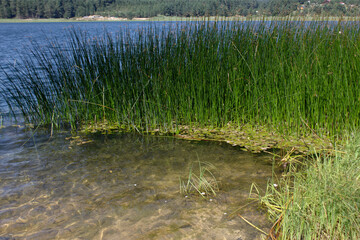 lake and reeds