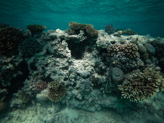 Naklejka na ściany i meble Wonderful and beautiful underwater world with corals and tropical fish in hurghada, Egypt