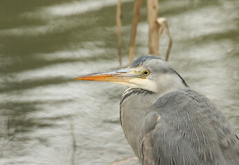  A head shot of a hunting wild Grey Heron, Ardea cinerea, standing at the edge of a river during a snowstorm.