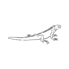 Sketch of iguana. Hand drawn illustration converted to vector. iguana vector sketch illustration