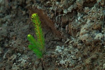 small tree seedlings are planted in dry soil. The concept of landscaping and reforestation after felling.
