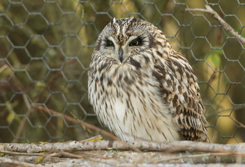 A magnificent wild Short-eared Owl, Asio flammeus, perching on branches in front of a wire fence at the edge of grassland on a cold winters day in the UK.