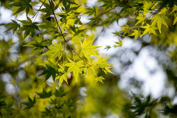 風景素材　鮮やかな青紅葉