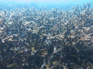 Fototapeta na wymiar The scenery and panoramic picture of coral reef area at Malaysia