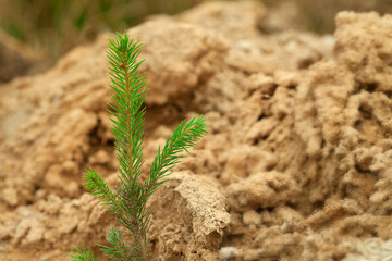 small tree seedlings are planted in dry soil. The concept of landscaping and reforestation after felling.