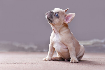 Beautiful lilac fawn colored French Bulldog dog puppy with blue eyes looking up in front of gray...