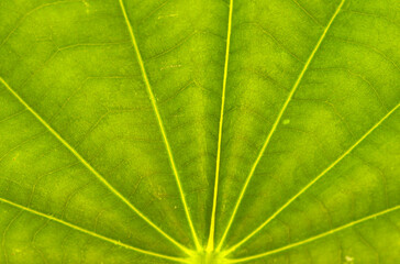 Fototapeta na wymiar Bauhinia leaves, hybrid leguminous tree, in shallow focus