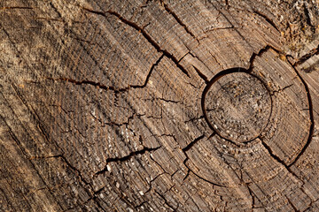 Fototapeta premium Woody background. A cut of a tree with tree rings and cracks.