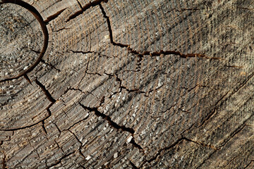 Woody background. A cut of a tree with tree rings and cracks.