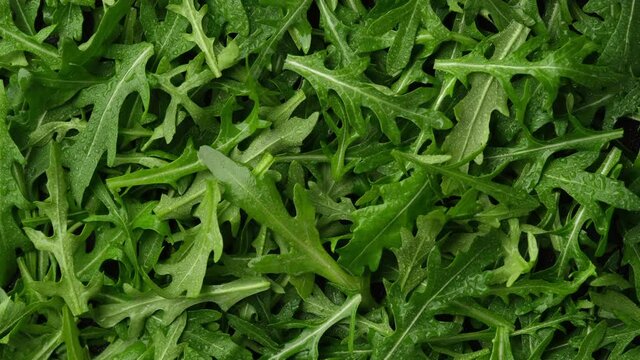 fresh arugula leaves top view. Healthy food concept