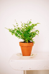 indoor plant Home inside plants