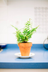 indoor plant Home inside plants