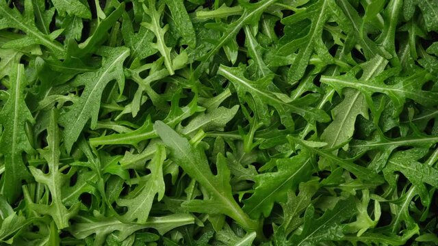 arugula top view. arugula salad heathy food