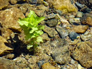 frog on the stone