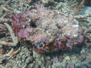 Naklejka na ściany i meble The coralline algae attached on rock at sea bottom