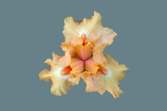 Yellow iris flower.