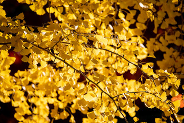 風景素材　美しい日本の秋　黄色く色づいた銀杏