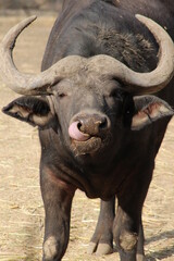 Detalle de búfalo con lengua de fuera