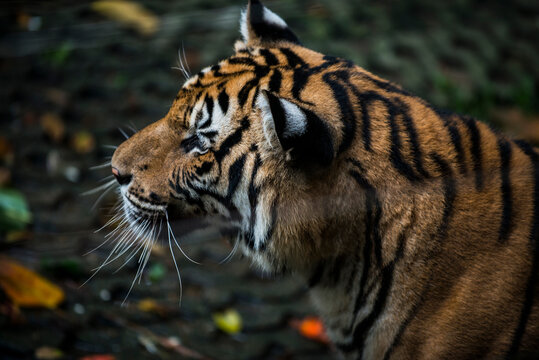 Close-up of tiger in zoo