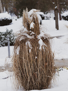Chinese silver grass or maiden silvergrass (Miscanthus sinensis), ornamental plant bent under the weight of snow