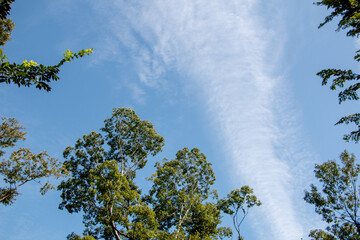 風景素材　初秋の青空と木々
