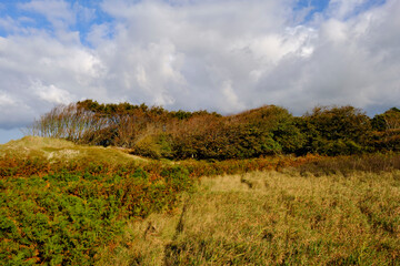Lichtstimmung im Darßer Urwald und am Darßer Weststrand, Nationalpark Vorpommersche Boddenlandschaft, Mecklenburg Vorpommern, Deutschland