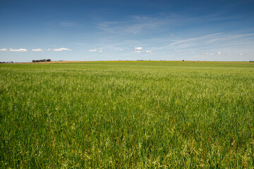 Extensive dry farming of cereals in the Castro Verde Special Protection Area. It is the most representative steppe area in Portugal