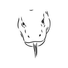 hand drawn, sketch illustration of Komodo dragon. varan vector sketch illustration