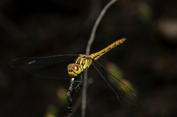 Dragonflies Macro photography in the countryside of Sardinia Italy, Particular, Details