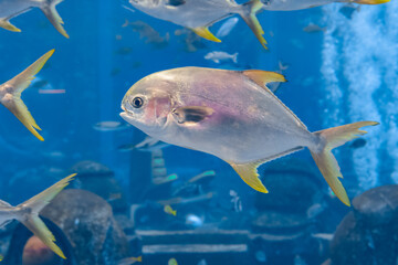 Trachinotus blochii or snubnose pompano in Atlantis, Sanya, Hainan, China.. Pompanos are marine fishes in the genus Trachinotus in the family Carangidae (better known as 